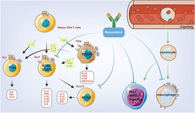 The role of resveratrol on rheumatoid arthritis: From bench to bedside